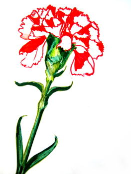 263x350 How To Draw A Carnation
