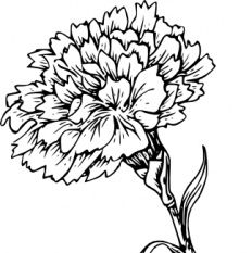 232x233 Carnation Flower Cliparts Clip Art