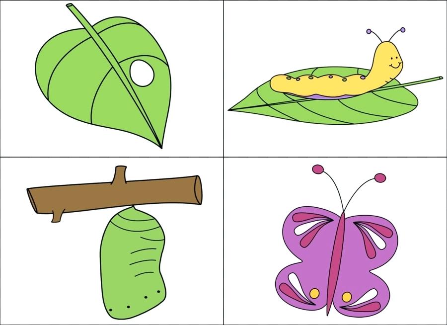 900x660 Simple Metamorphosis Drawings Rosecrandell Club