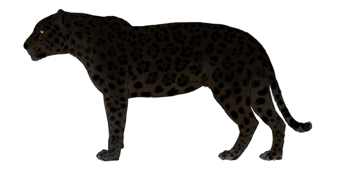 688x334 How To Draw Big Cats Lions, Tigers, Cheetahs, And Much More