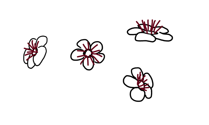 728x437 How To Draw A Cherry Blossom Steps