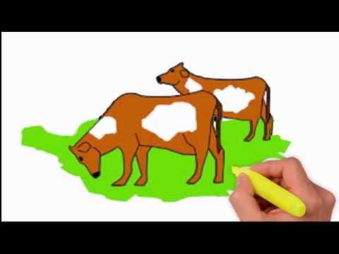 480x360 Coloring Pages How To Draw A Cow Easy
