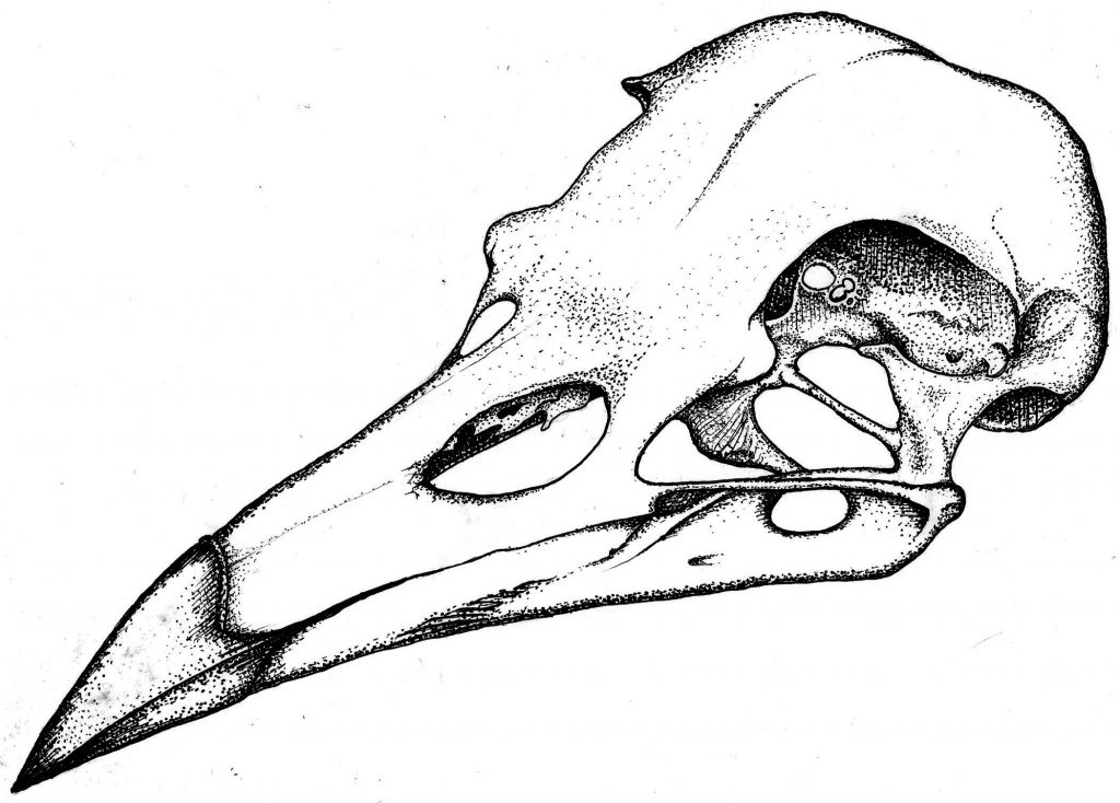 1024x734 How To Draw A Crow New Crow Drawing New A Crow Skull I Drew