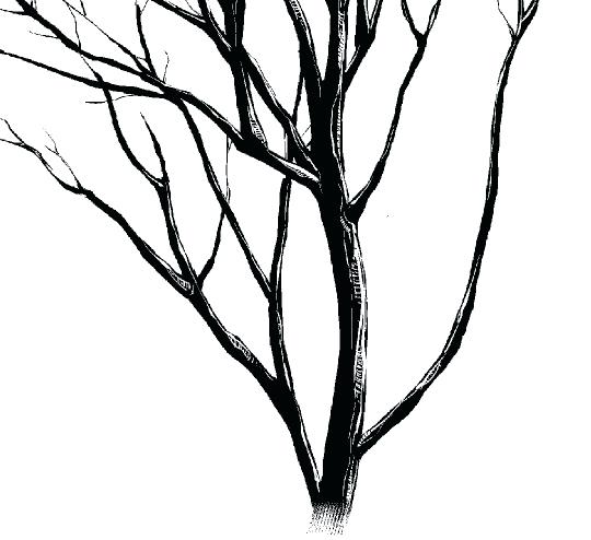 540x494 Drawing Of A Branch