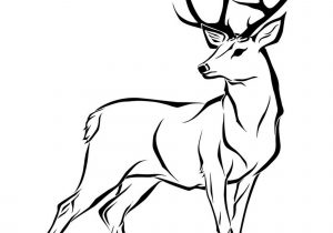 300x210 Easy Stag Drawing Easy Deer Head Drawing At Getdrawings Free