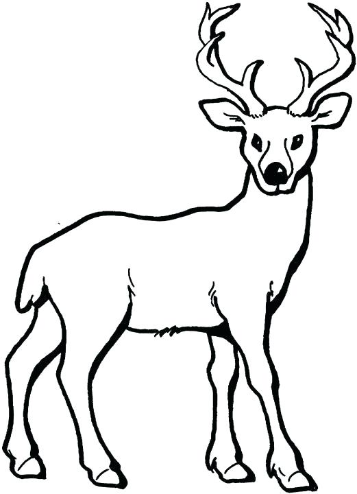 521x720 Deer Drawing For Kids