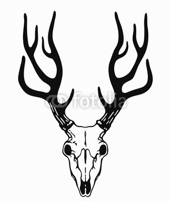 340x400 Simple Deer Skull With Black Horns Buy Photos Ap Images