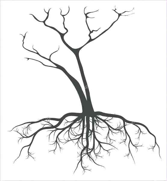 555x602 Simple Drawing Of A Tree Simple Tree Outline Simple Tree Drawing