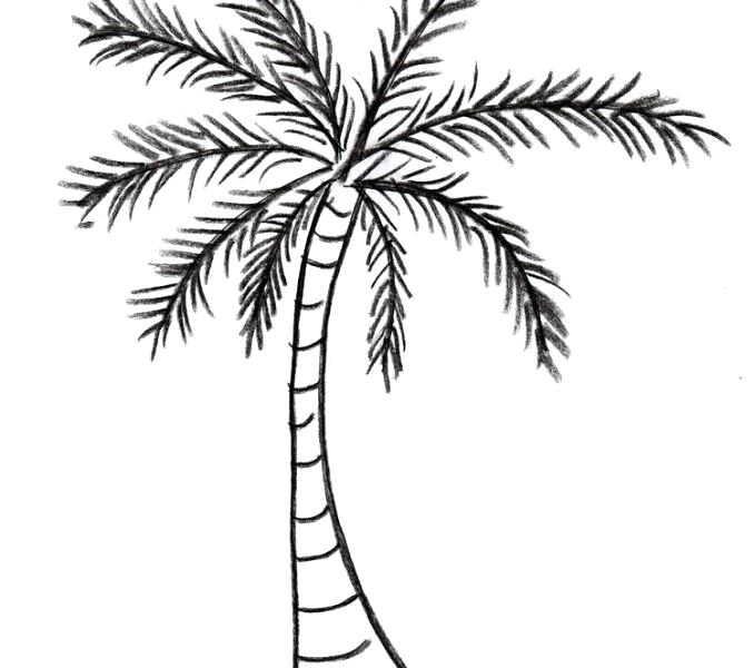 678x600 Simple Palm Tree Drawing Simple Palm Tree Line Drawing