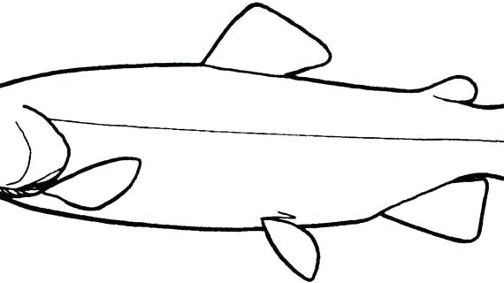 570x320 Simple Fish Drawings