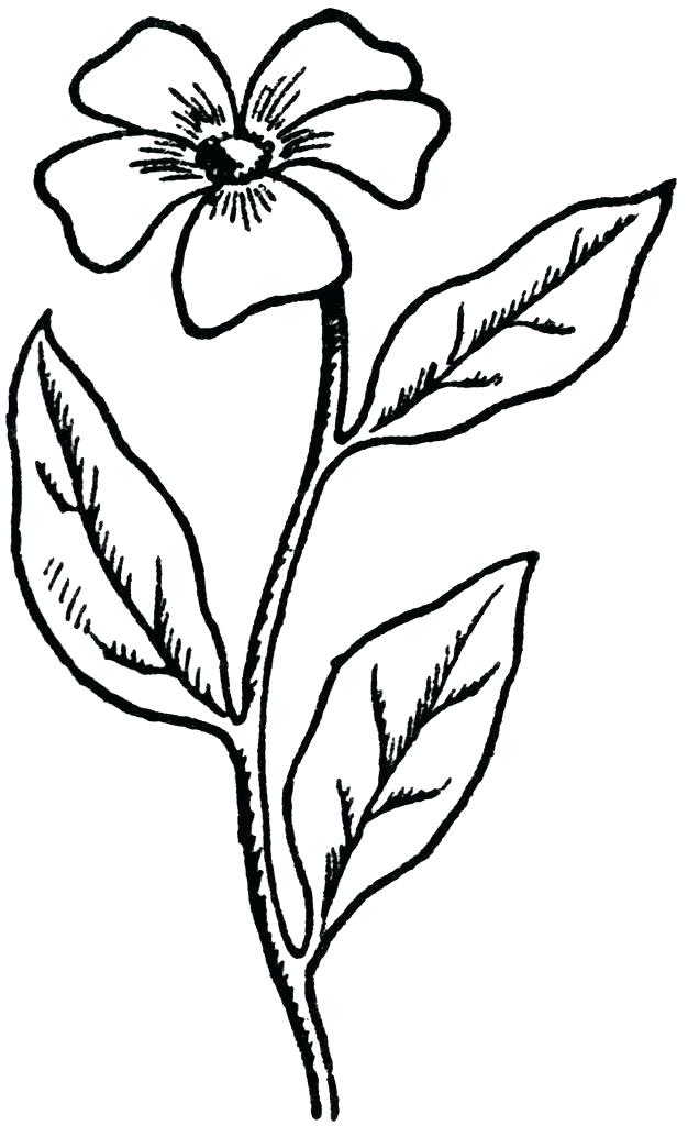626x1024 Easiest Flower To Draw Simple Flowers Drawing Easy Flower Drawing