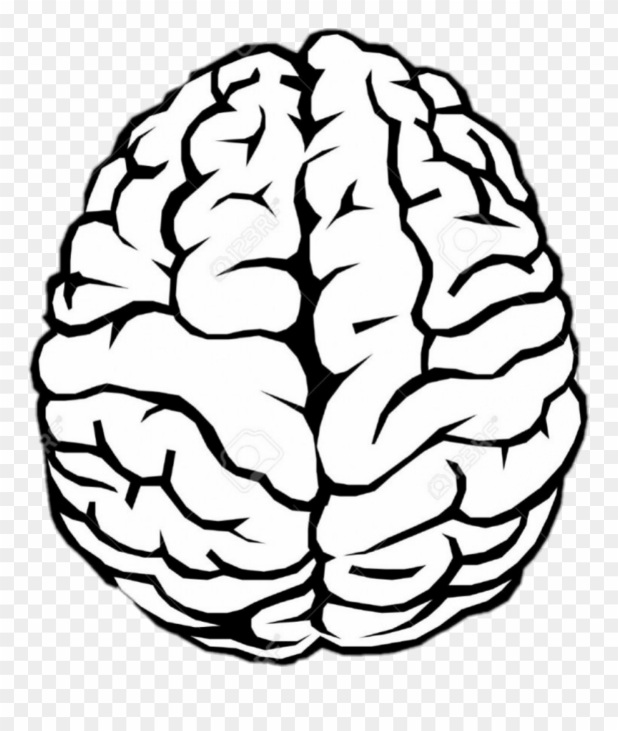 880x1040 Simple Brain Drawing Clipart