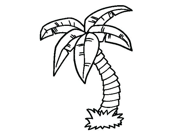 600x470 Palm Tree Coloring Sheet