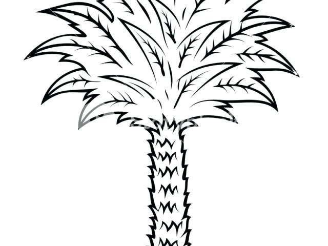 640x480 Easy Palm Tree Palm Tree Easy X Paint Easy Palm Trees
