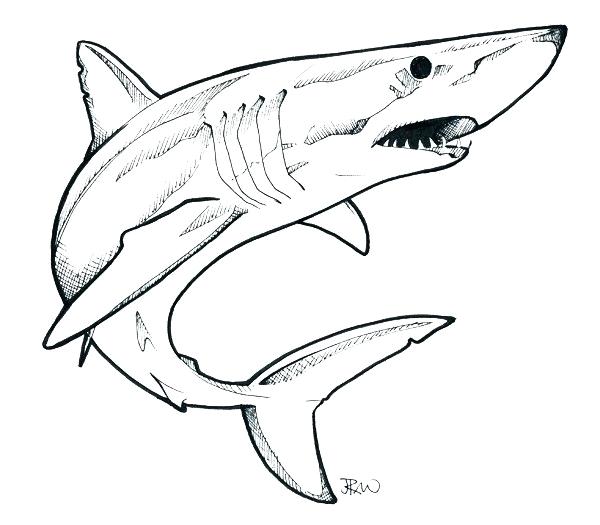 600x525 Shark Simple Drawing Click The Image To Enlarge Cute Shark Drawing