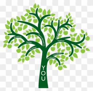 320x312 Free Png Family Tree Clip Art Download