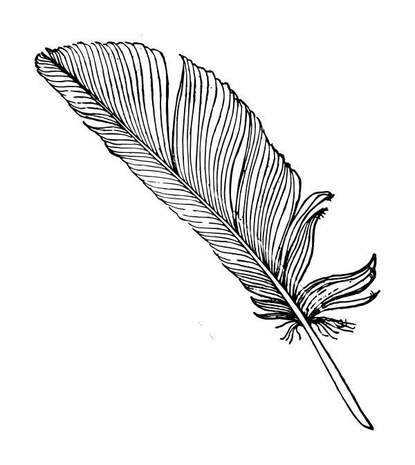600x672 Feather Drawing Free Download