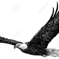 250x250 Cute Bald Eagle Drawing Feather Flag Face Step