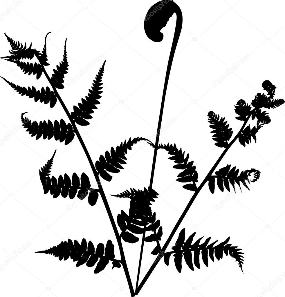 982x1024 Fern Drawing Bush For Free Download
