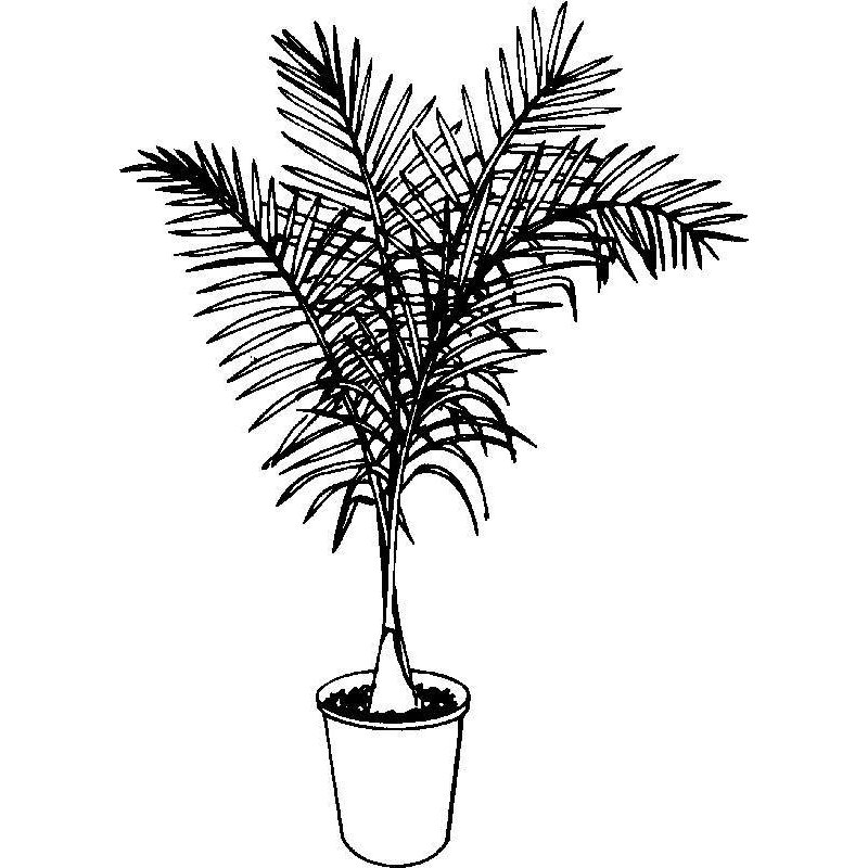 800x800 Fern Drawing Free Download