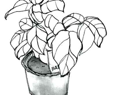440x330 Plant Drawings Godshelters