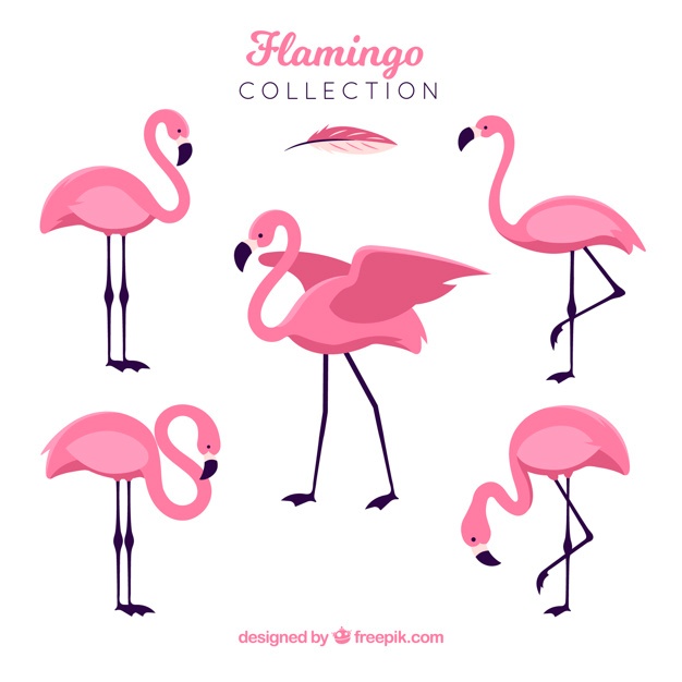 626x626 Flamingo Vectors, Photos And Free Download