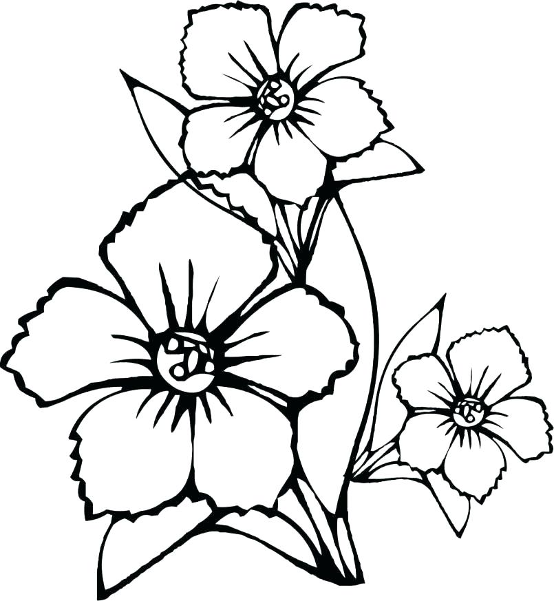 805x873 Easy Coloring Pages Flowers Simple Flower Drawing Library