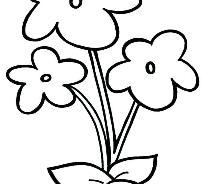 678x600 Simple Flower Drawing Best Cna Training Classes Flowers