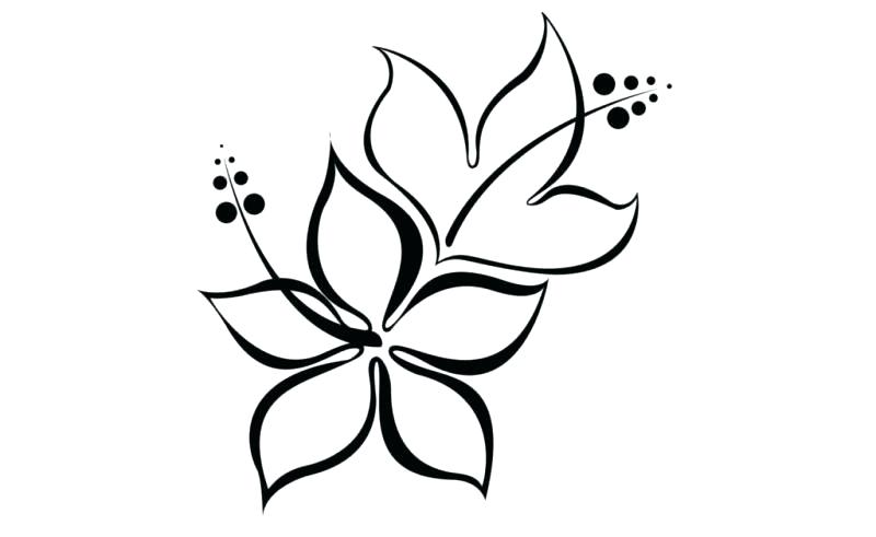 800x491 Flower Designs To Draw Beautiful Flower Drawings And Realistic