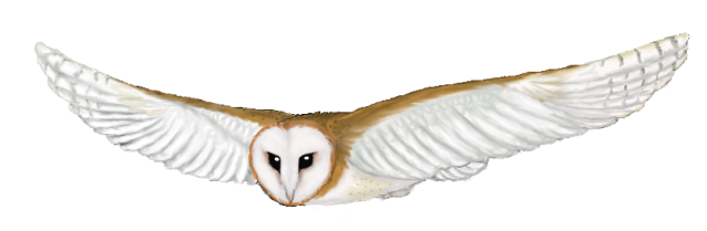 638x209 Owl, Drawing, Bird, Transparent Png Image Clipart Free Download