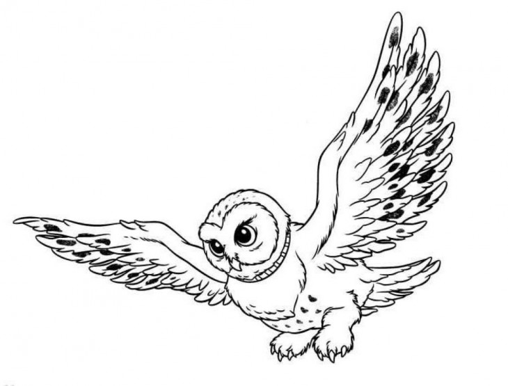 730x555 Owl Flying