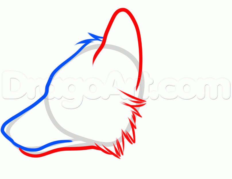 808x625 How To Draw A Fox Head, Step