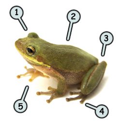 250x250 How To Draw Cartoon Frogs