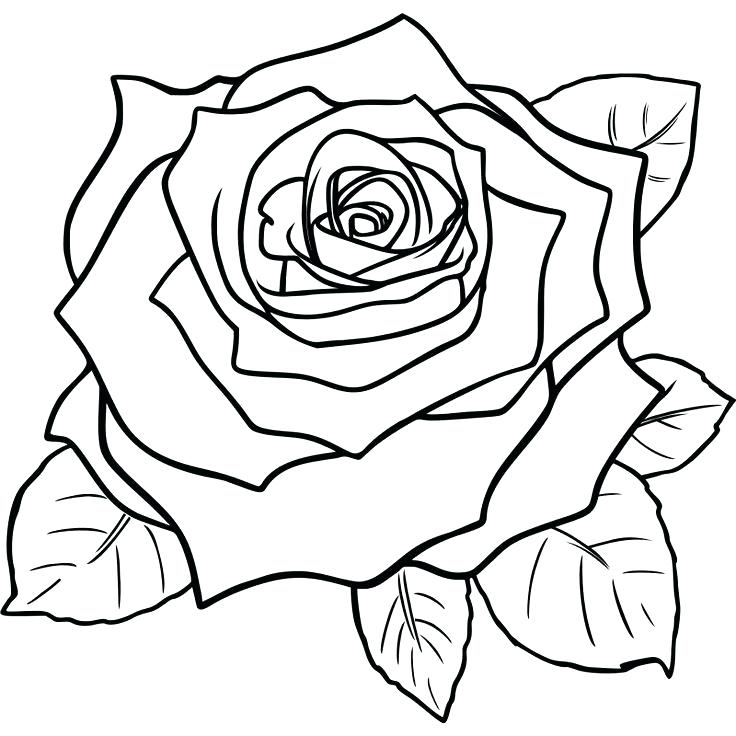 736x736 Simple Roses Drawings