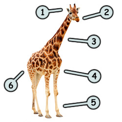 250x250 Drawing A Cartoon Giraffe