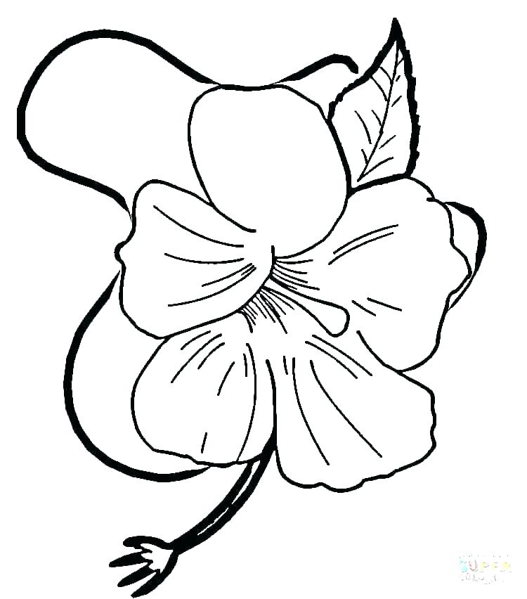 750x852 Flower Images To Color Simple Flowers Coloring Pages Printable