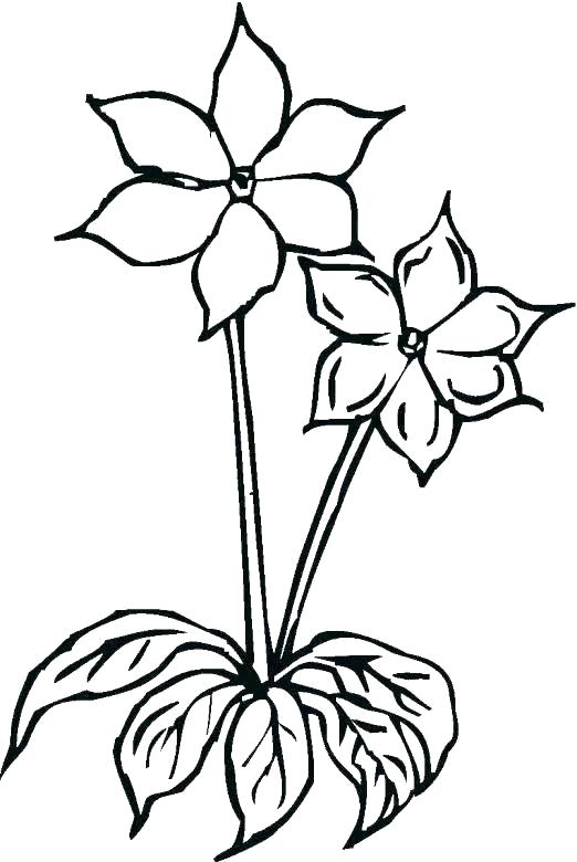 522x780 Free Hibiscus Flower Template Download Free Clip Art Free Clip Art