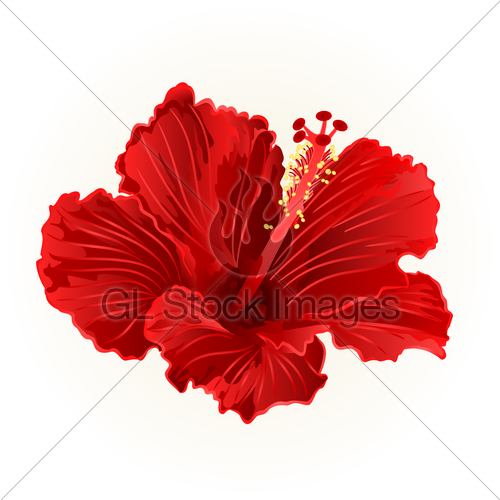 500x500 Red Hibiscus Simple Tropical Flower Vintage Hand Draw Vec Gl