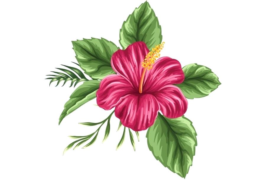 900x620 Hawaiian Flowers Drawing