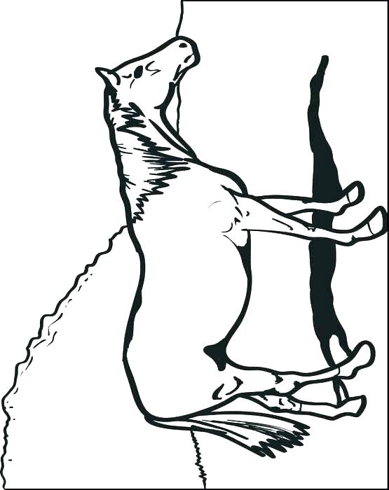 555x700 Animal Head Drawing At Free For Personal Use Horse Head Coloring