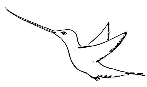 505x300 How To Draw A Hummingbird