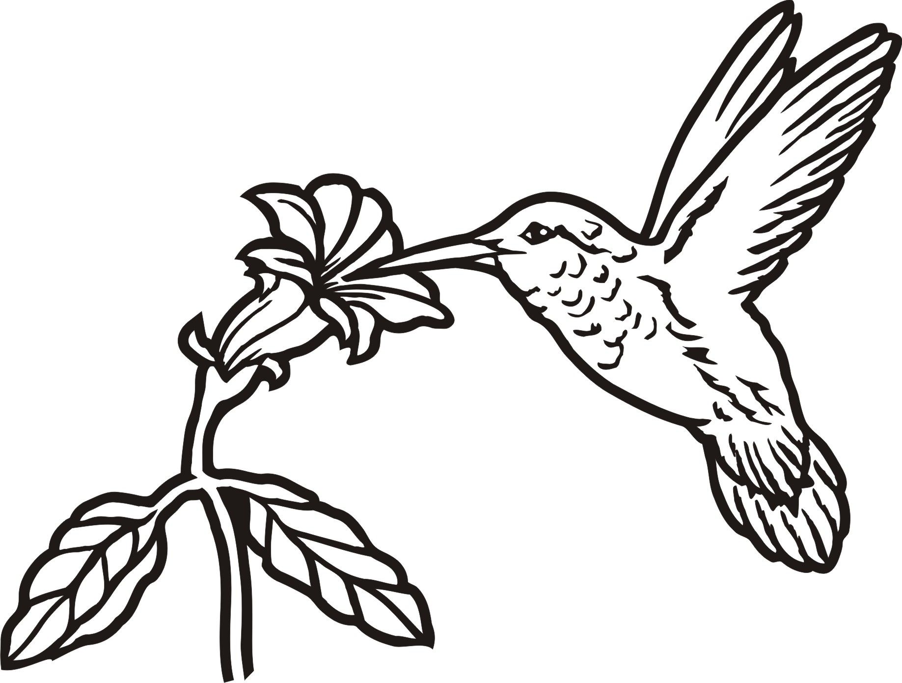 1837x1390 Images For Gt Simple Hummingbird Drawing Birds, Animals