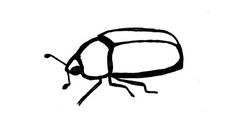 Simple Insect Drawings