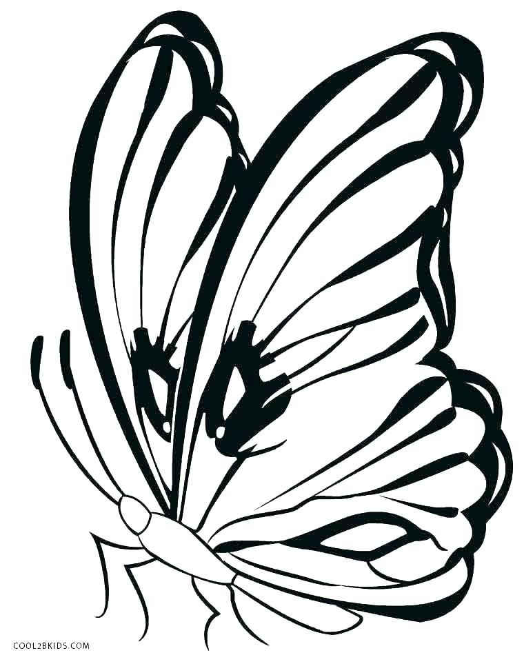 760x950 Drawings Of A Butterfly Butterfly Simple Butterfly Draw Step