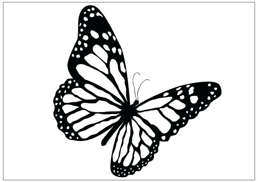 842x595 Simple Drawing Of Butterfly Stuff Simple Butterfly Drawing Images