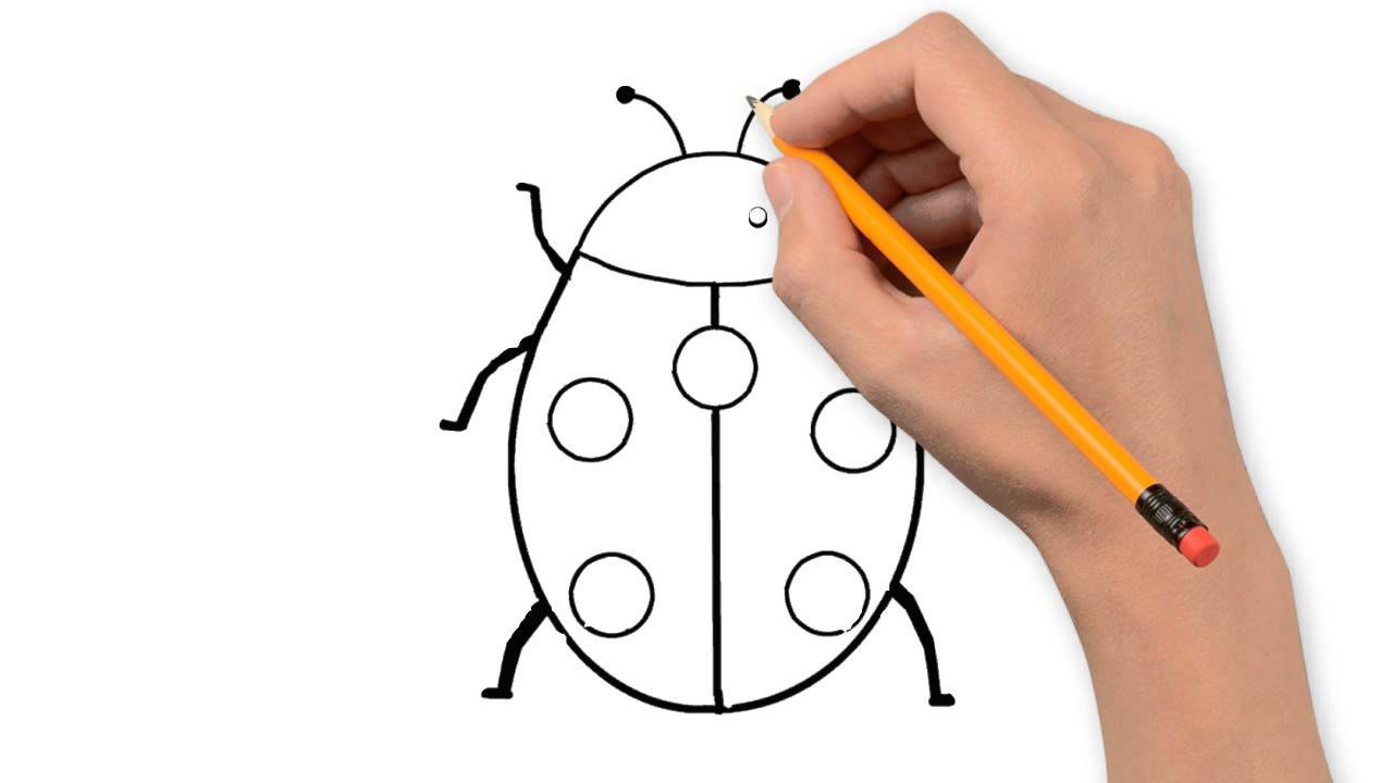 1280x720 Insects Animals Pencil To Draw Step