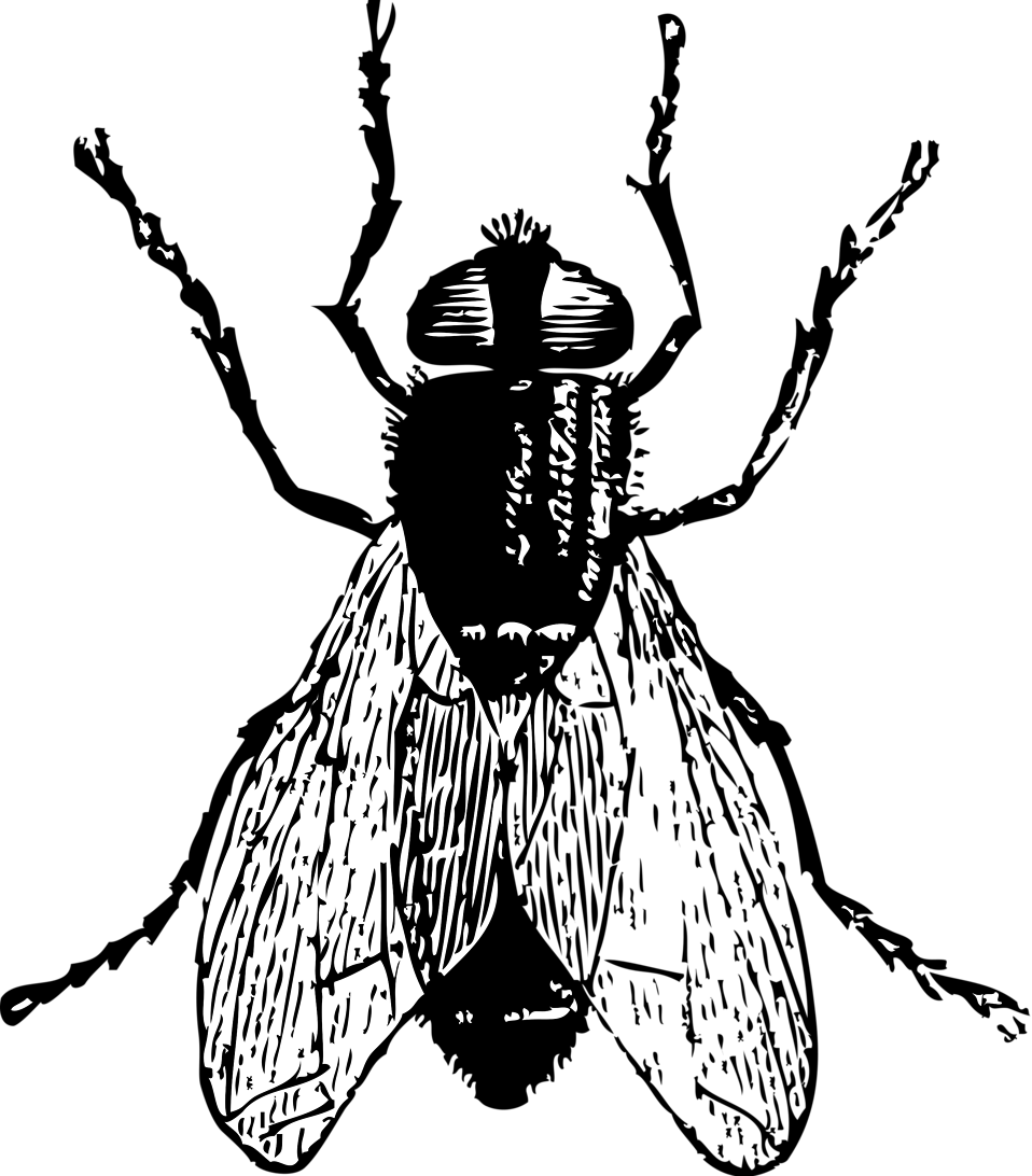 958x1092 Collection Of Free Drawing Flies Simple Download On Ui Ex