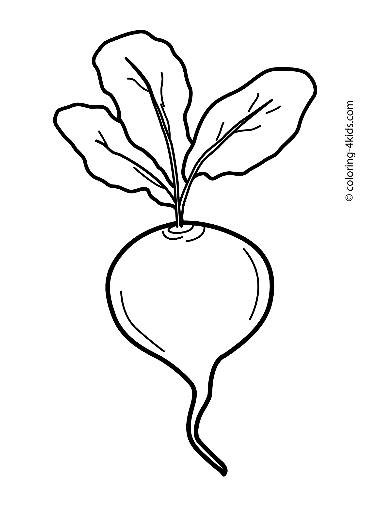 1483x2079 Radish Drawing Simple For Free Download
