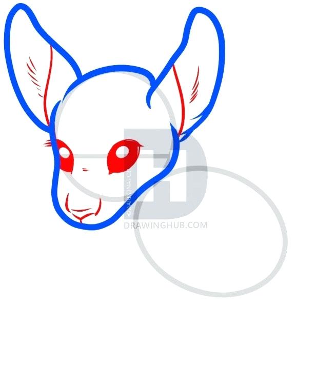 655x720 Steps To Draw A Kangaroo Simple Steps To Draw Kangaroo