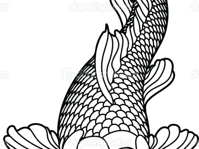 640x480 Pictures Of Koi Fish Drawings Image From Pictures Of Koi Fish